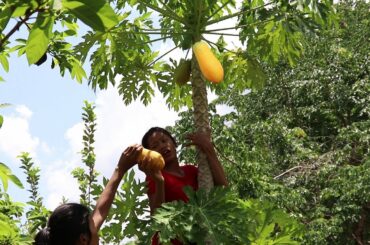 Healthy food fruit: Find Ripe papaya Nature for Lunch and Eating delicious - My Natural Food ep 29