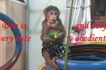 Daddy Makes A Simple Meal For Monkey Doo