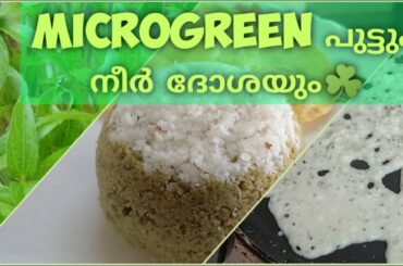 Microgreen പുട്ടും, നീർ ദോശയും. Microgreen healthy recipes |Puttu & Neer dosa