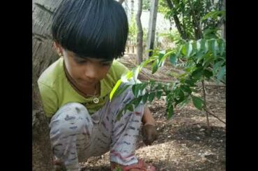 Kitchen garden | Micro green paratha | gardening during quarentine | cooking tips | healthy food |