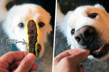 EASY HOMEMADE DOG TREAT RECIPES! (Super Cooper Sunday #246)