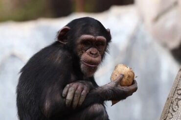 Calming Video: Chimpanzee Youngster Snacking on Jicama