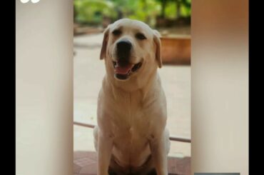 Healthy food for pets