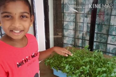 Microgreen For KIDS.#Easy to grow#Healthy food