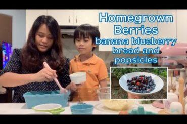 Blueberry Banana Bread and Blueberry Pops | Growing Blueberries in Los Angeles | Harvest