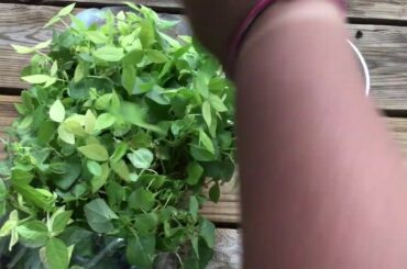 Horsegram green leafy recipe l horsegram recipe in telugu l Horsegram Recipes