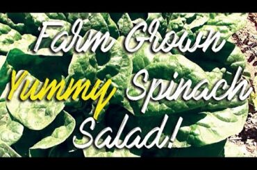 Grow farm fresh spinach and buttercrunch lettuce and make a healthy salad recipe