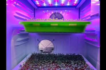 The Microgreens Show | Episode 20 | Growing Healthy Food indoors