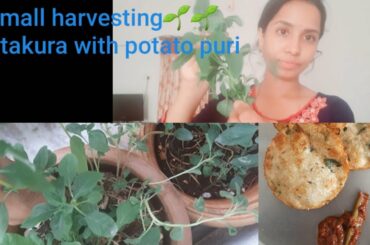thotakura with potato puri//healthy recipe//amaranthus with potato puri//gokulamlo supriya