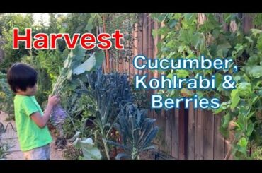Cucumber, Purple Kohlrabi & Berries | Backyard Garden Harvest & Tour