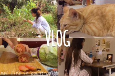 VLOG)Day in countryside life: Healthy sandwich bun|Make Fruit Jelly & Grocery shopping(ENG SUB)
