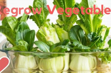 Vegetables You Can Regrow with Just Water! Save Money. Healthy Salad and Delicious Salad Dressing!