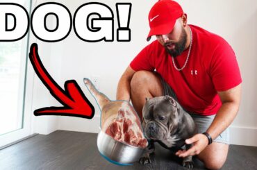 Making My Own Dog Food Recipe For My Exotic Bully Puppy! *Homemade*