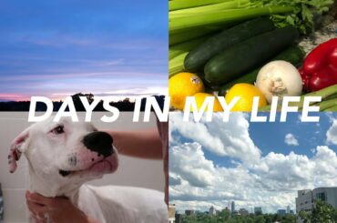 VLOG | grocery haul, dog gets a bath, healthy dinner recipe