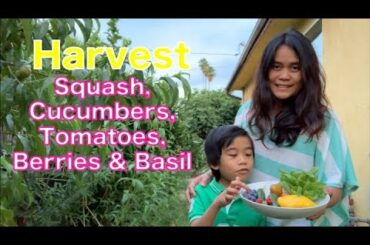 Summer Squash with Scallops | Cucumber, Tomato & Berry Salad | Garden Tour,  Harvest and  Dinner