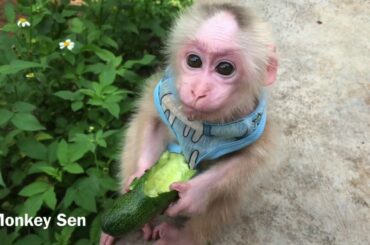 Simple lunch of Sen monkey