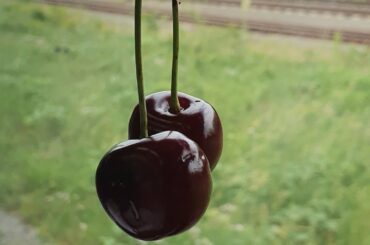 Tefal kontaktgrill /Healthy chicken recipes