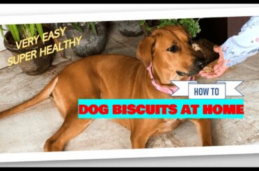BAKE DOG BISCUITS AT HOME - NO OVEN NEEDED - EASY & HEALTHY RECIPE