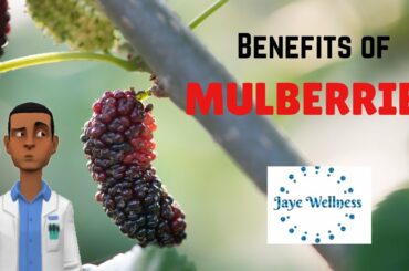 What are Mulberries? | Mulberry Facts and Benefits | Healthy Foods | Jaye Wellness Official Channel