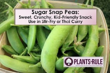 Sugar Snap Peas: Kid-Friendly Sweet Healthy Snack and Recipe from Plants-Rule