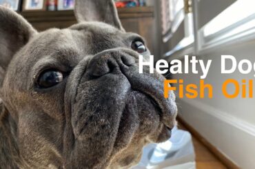 Healthy food recipe for French bulldog