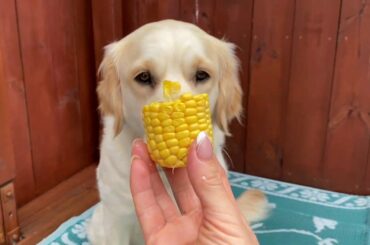 Golden Retriever Gracie Having A Yummy Healthy Lunch