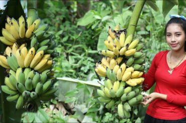 Harvest banana in my homeland - Healthy food