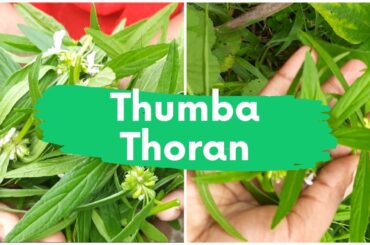 Lets see Delicious healthy and tasty thumba (Leucas aspera plant) thoran recipe  ll  Vlog no- 89