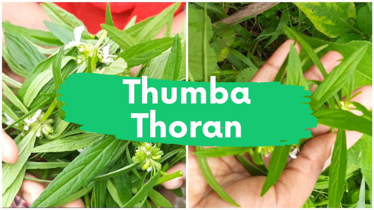 Lets see Delicious healthy and tasty thumba (Leucas aspera plant) thoran recipe ll Vlog no- 89 Lets see Delicious healthy and tasty thumba (Leucas aspera plant) thoran recipe ll Vlog no- 89