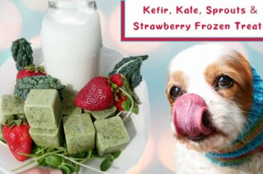 Healthy, Frozen Dog Treat Recipes for Kongs and Enrichment | Food Toppers for Dog Food