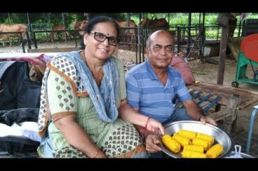 HEALTHY LUNCH AND BOIL CORN AT GIR COW ORGANIC FARM