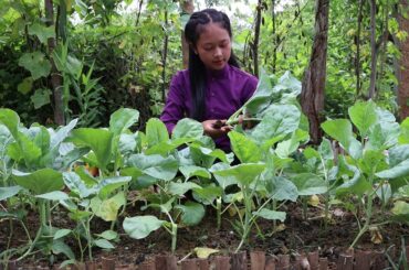 Healthy food from green vegetables - Yummy food tasty from Kale recipe cooking with pork