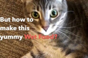 DIY: Healthy home-made food for your cat with all essential supplements