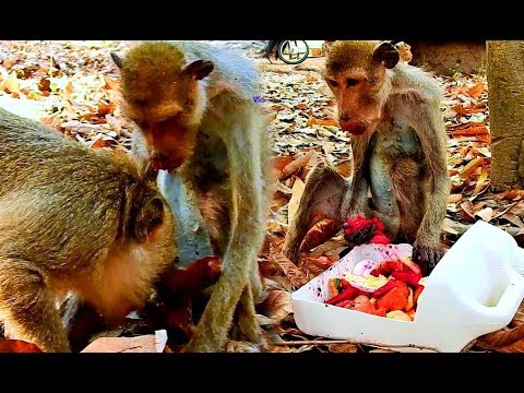 Feeding Skinny Man With Healthy Food And Fruit He Like The Most, His Friend Come To Visit Feeding Skinny Man With Healthy Food And Fruit He Like The Most, His Friend Come To Visit