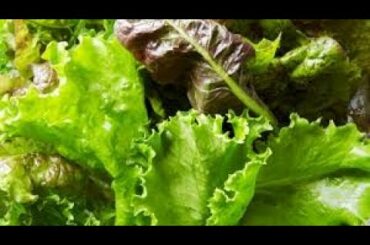 Vegetable Salad with Turkey Breast: Yummy and Healthy August 20, 2020