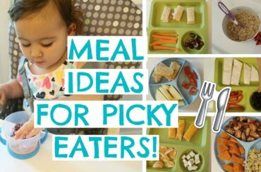 TODDLER MEALS FOR PICKY EATERS | TODDLER MEAL IDEAS | Hayley Paige