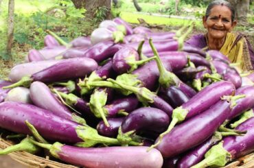 Eggplant Curry Village Recipe | Traditional Food | Eggplant Recipe | Traditional Healthy Food