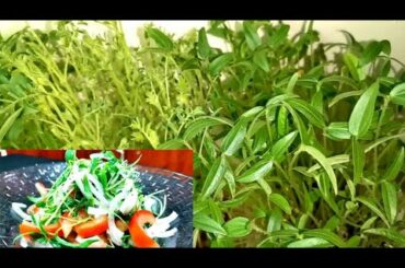 Organic Microgreen Salad,...... Healthy Salad,.......
