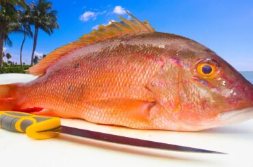 Deep Sea Snapper Fishing: Easy & HEALTHY Fish Recipe! Catch Clean Cook