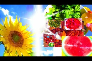 Vegan Recipes for Beginners - 50+ Meals - Weight Loss - Oil Free, Cure All Diet for Life