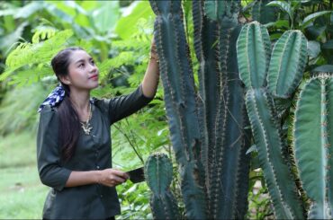 Have you ever seen this fruit in your country it call Pedro Cactus - Healthy food