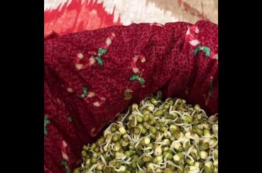 Sprouted Green Moong Dal Very Healthy Recipe For Lunch Dinner Snack