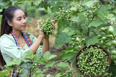 Pick Pea Eggplants in my homeland - Healthy food