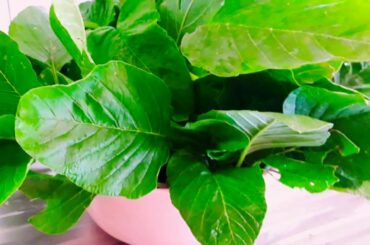 Backyard Small Harvest #Amaranth- Healthy lunch recipe