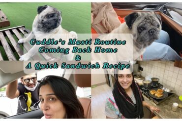 Our Pet’s Masti Routine| Coming Back Home| My Quick Sandwich Recipe| Dipika Kakar Ibrahim