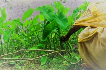 Healthy Village Foods / So Yummy Cooking Green Taro Leaves In My Village / Cooking Green Taro Stem