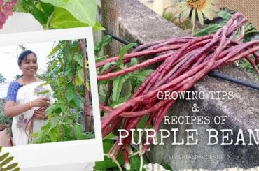 Healthy Recipes with Purple Beans | Telugu Healthy Recipes | Gardening Tips for Purple Beans