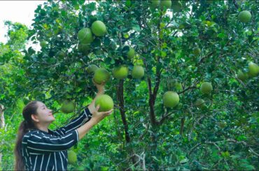 The pomelo fruit in the forest for salad recipe | Pomelo picking | Healthy Food