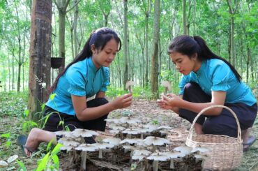 Natural mushroom harvest season - Healthy food from Natural mushroom