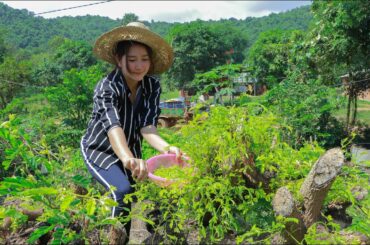 Picking tamarind leaves on abandoned tree for food cooking | Tamarind soup | Healthy Food